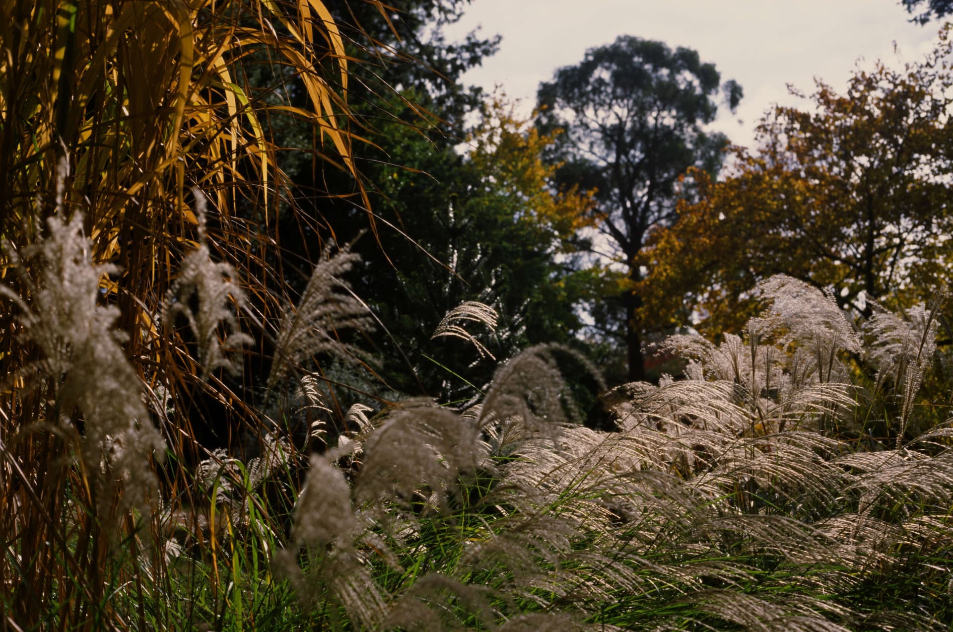Background